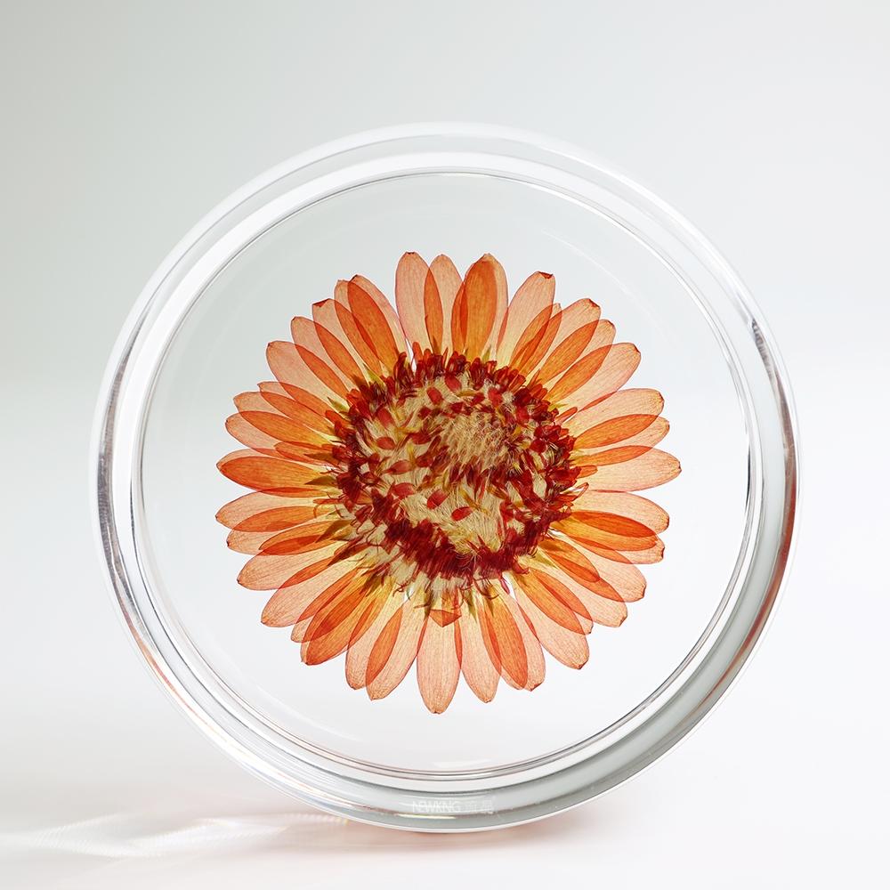 Real Floral Silica Coaster - Gerbera - AfterRipples Lifestyle