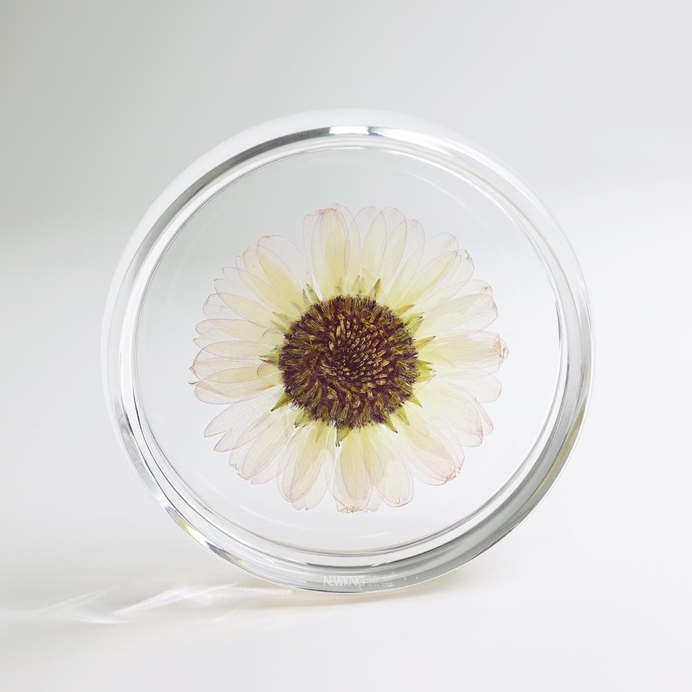 Real Floral Silica Coaster - Gerbera - AfterRipples Lifestyle