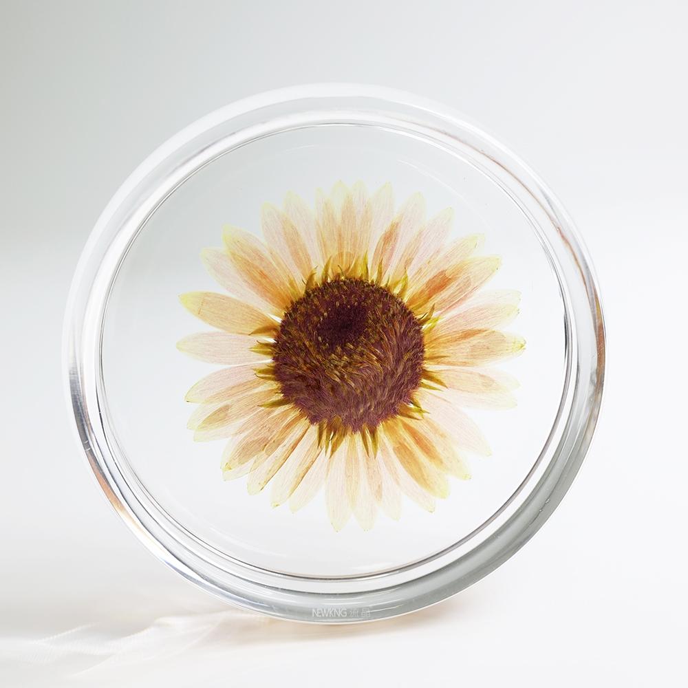 Real Floral Silica Coaster - Gerbera - AfterRipples Lifestyle